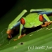 frog_tree_redeyed_tar_h_0621_cos0951.jpg
